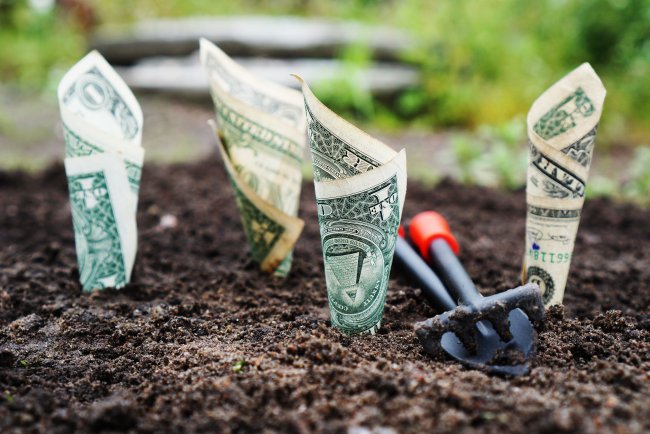 Stock image of little dollars growing in a garden